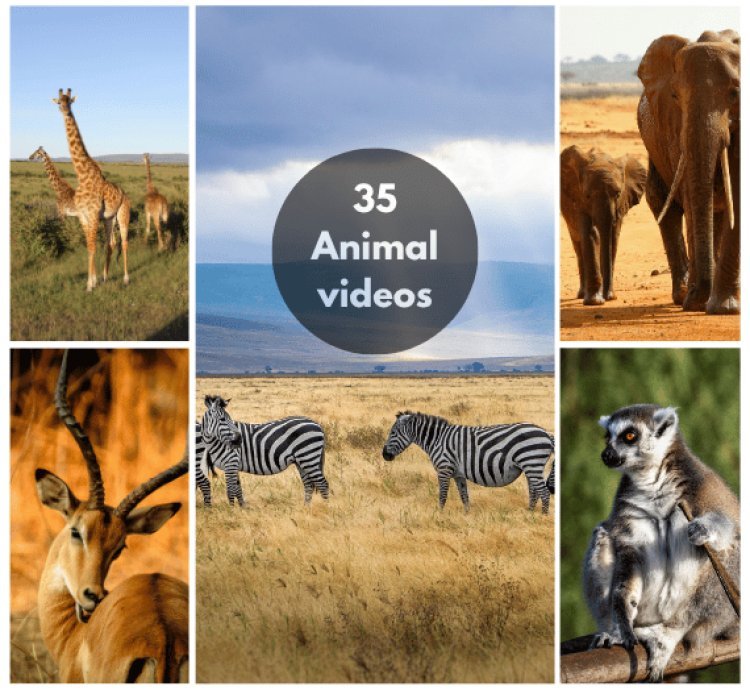 200+ Short Videos for TikTok, Instagram, Shorts.  Nature, Luxury City, Training  etc