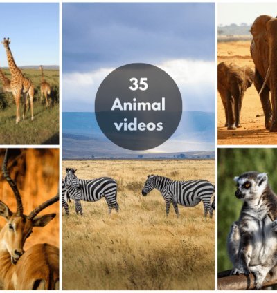 200+ Short Videos for TikTok, Instagram, Shorts.  Nature, Luxury City, Training  etc 5